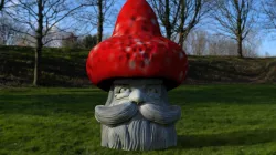 Elder shroom