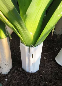 leek sleeve   leek tube Lauchrolle  Lauchrohr Lauchhülse Porre