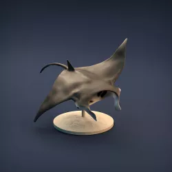 Manta Ray