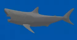 Shark