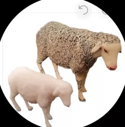 Sheep