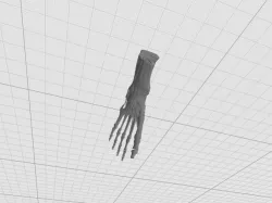 Skeleton Foot