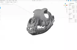 skull dog head