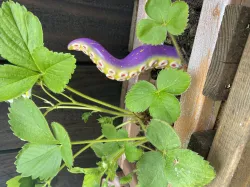 Tentacle V1