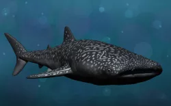 Whale Shark
