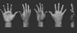 Anatomy of a hand