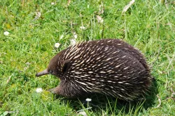 Blast Echidna