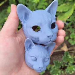 Cat head