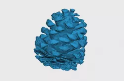 Cone