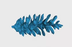 Cone