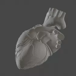 Human heart low poly