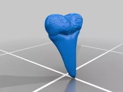 Megalodon Tooth