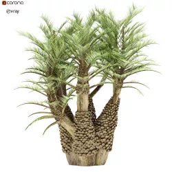 Old palm tree