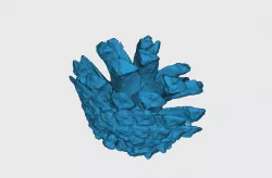 Pine Cone