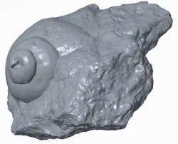 Scan of a Snail fossil