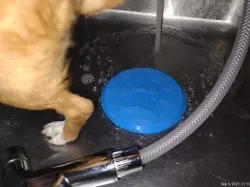 Sink Paw Safety Cover