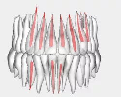 Teeth