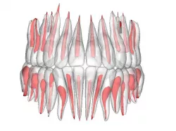 teeth with canals