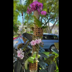 Butterfly & Dragonfly Themed Orchid Planter Set