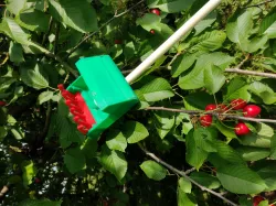 cherry and plum picker