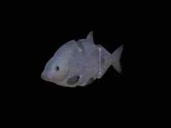 common bream / three-part 12cm bait for 3d print