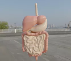 DIGESTIVE SYSTEM