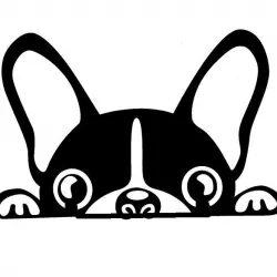 doc-dog