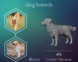 Golden Retriever model 3D print model