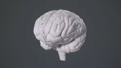 Human Brain