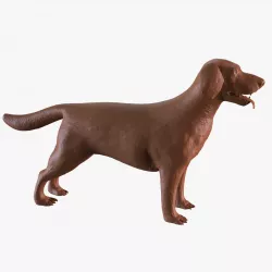 Labrador