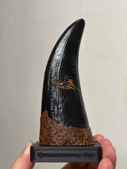 Life size T-rex tooth statue