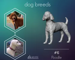 Poodle model 3D print model