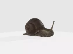 snail