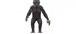 the shark monkey