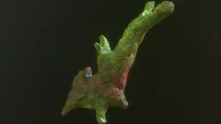 Alien life form model Low-poly  3D model