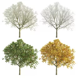 Apple Tree 1 seasons 3D model