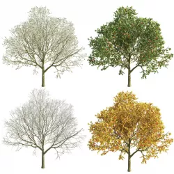 Apple Tree 2 Seasons 3D model
