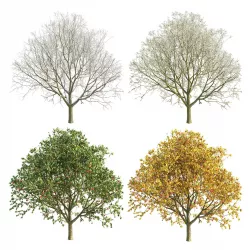 Apple Tree 3 Seasons 3D model