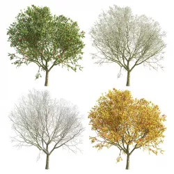 Apple Tree 4 Seasons 3D model