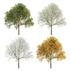 Apple Tree 5 Seasons 3D model
