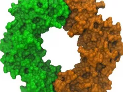 Bacterial DNA clamp