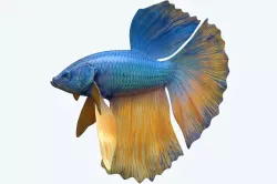Betta Fish 10 3D model