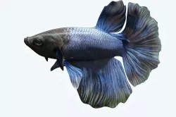 Betta Fish 2 3D model