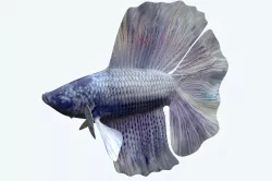 Betta Fish 3 3D model