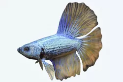 Betta Fish 4 3D model