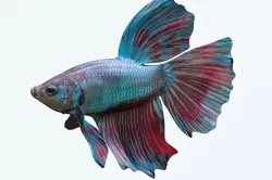 Betta Fish 5 3D model