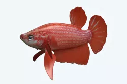 Betta Fish 6 3D model