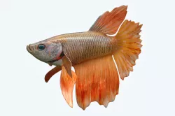 Betta Fish 7 3D model