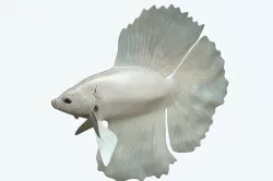 Betta Fish 8 3D model