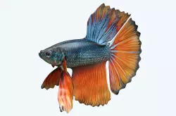 Betta Fish 9 3D model